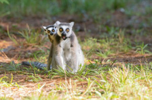 Ring-tailed lemur mom sitting on ground with infant clinging to back