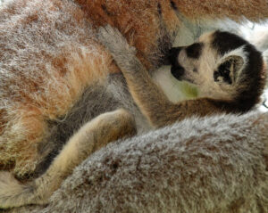 Infant ring-tailed lemur nursing from mom