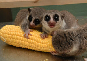 Three fat-tailed dwarf lemurs eating corn on the cob
