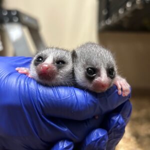 Two 9-day-old fat-tailed dwarf lemur infants held by a gloved hand.