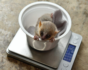 Gray mouse lemur infant in a yogurt cup on a scale