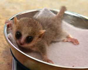 Mouse lemur infant in a dish for weighing