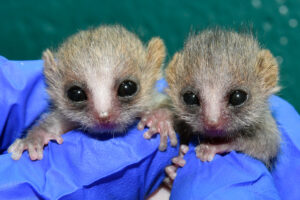 one-week-old mouse lemur infants