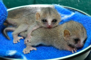 one-month-old mouse lemur twins