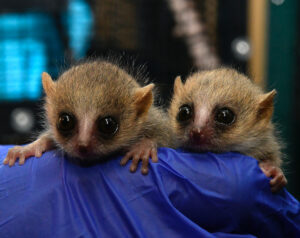 Two mouse lemur infants being held by gloved hand