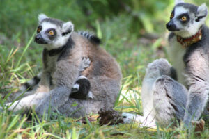 Infant ring-tailed lemur nursing from mom, with older sister sitting to the right
