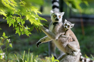 Infant ring-tailed lemur clinging to mom's back. Mom stands on hind legs and forages for leaves
