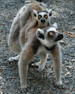 Infant ring-tailed lemur riding on mom's back