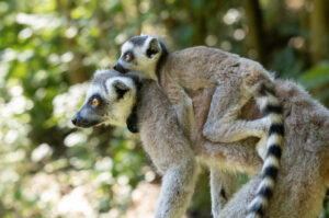 Portrait view of infant ring-tailed lemur riding on mom's back
