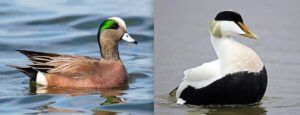 American Wigeon (left) and Common Eider (right)