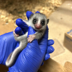 9-day-old fat-tailed dwarf lemur infant held in gloved hand