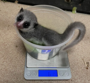 Fat-tailed dwarf lemur infant being weighed on scale in small plastic container. Weight reads 61.4 grams.