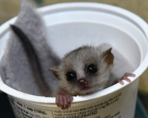 Infant mouse lemur being weighed in yogurt cup