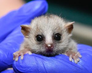 Infant gray mouse lemur held by gloved hands