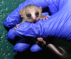 Infant mouse lemur held between gloved fingers