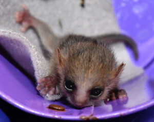 Infant mouse lemur sprawled out on cloth