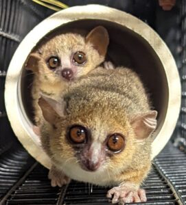 Mouse lemur mom walking forward out of a tube, with five-week-old infant peeking out from behind her