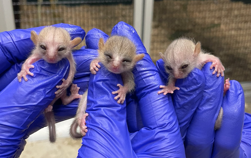 Three mouse lemur triplets held by two DLC staff members wearing blue nitrile gloves