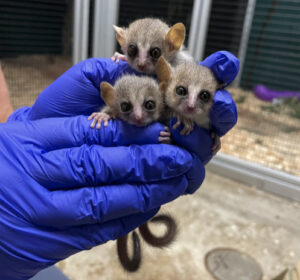Three infant gray mouse lemurs held in gloved hand