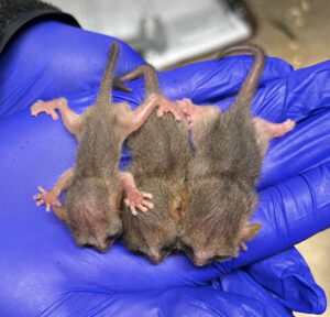 Three infant mouse lemurs resting atop a gloved hand; the infant on the left is significantly smaller than the others