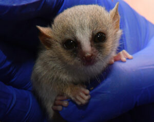 Close up of one mouse lemur infant