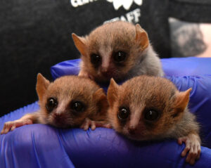 Three one-month-old mouse lemurs infants in a tiny pyramid