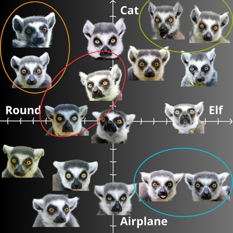 [JUST FOR FUN] The Diversity of Ring-Tailed Lemur Ears - Duke Lemur Center