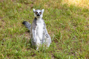 Ring-tailed lemur sitting upright in a field of grass