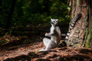 Ring-tailed lemur with eyes closed sitting up near tree in forest.