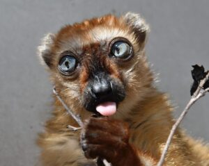 Close up of blue-eyed black lemur female Kidman with tongue sticking out of mouth