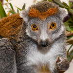 A lemur with gray fur and an orange fur "tiara" on her forehead looks at the camera