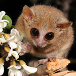 A tiny brown lemur with big dark eyes nibbles on a white flower