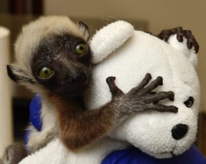 One-week-old Coquerel's sifaka infant, visible from shoulders up, clinging to white stuffed teddy bear
