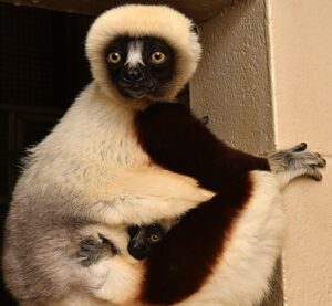 One-month-old infant Coquerel's sifaka peeks out from where he clings to mom's stomach as mom sits in doorway facing camera
