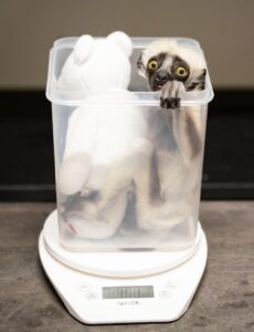 Infant Coquerel's sifaka and white plush teddy bear sitting in rectangular Tupperware container atop small scale