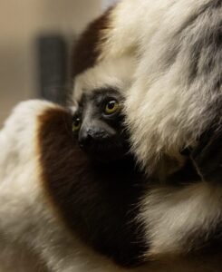 Close-up of infant sifaka peeking out from mom's side