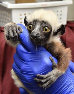 Close up of infant Coquerel's sifaka handled by hands wearing blue gloves