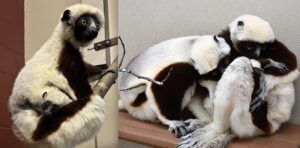 Two side-by-side photos, one of juvenile Egeria with her infant brother clinging to her stomach, and one of two sifakas sitting on a shelf and grooming baby.