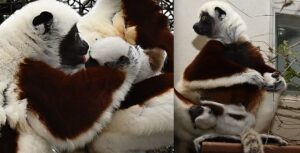 Side-by-side photos of Coquerel's sifaka parents with infant