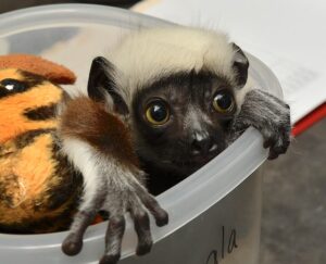 Infant Coquerel's sifaka peeking head and hands out of plastic weighing container