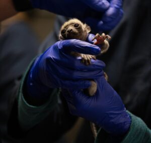 Infant Coquerel's sifaka held in blue gloved hands