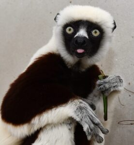 Geriatric Coquerel's sifaka sitting on a shelf, visible from the waist up and staring at the camera