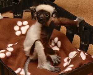 Infant Coquerel's sifaka sitting in a basket, lined with a brown blanket with white paw prints