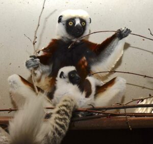 Infant Coquerel's sifaka riding fanny-pack style on mother, who is seated on an outdoor shelf and holding a redbud branch
