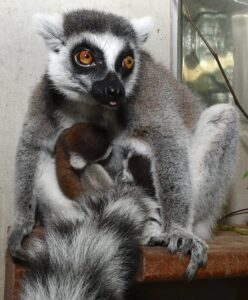 Ring-tailed lemur mother sitting on shelf with tongue sticking out, infants nursing