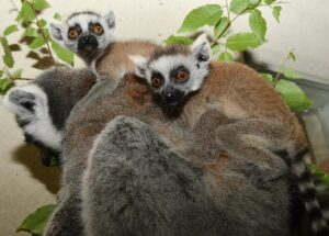 One-month-old ring-tailed lemur twins clinging to adult's back