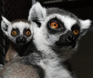 Infant ring-tailed lemur clinging to mom's shoulder