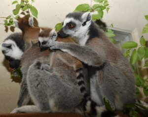 Two infant ring-tailed lemurs cling to mom's back. Older juvenile lemur, sitting behind mom, grooms the neck of one of the infants.