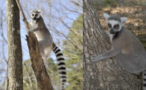 Side-by-side images of ring-tailed lemurs clinging to trees