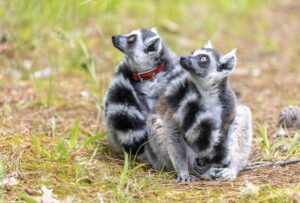 Two ring-tailed lemurs cuddled up together on the forest floor, both looking up and to the left.